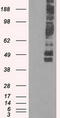 Solute carrier family 2, facilitated glucose transporter member 5 antibody, TA500546, Origene, Western Blot image 