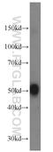 Aromatic-L-amino-acid decarboxylase antibody, 10166-1-AP, Proteintech Group, Western Blot image 