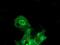 BAI1 Associated Protein 2 antibody, NBP2-00810, Novus Biologicals, Immunocytochemistry image 