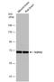 Heat shock-related 70 kDa protein 2 antibody, NBP1-33501, Novus Biologicals, Western Blot image 