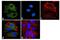 Eukaryotic Translation Initiation Factor 1 antibody, MA1-077, Invitrogen Antibodies, Immunofluorescence image 