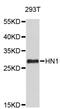 Hematological and neurological expressed 1 protein antibody, STJ26820, St John