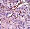 CASK antibody, LS-C100739, Lifespan Biosciences, Immunohistochemistry paraffin image 