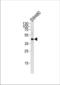 DnaJ Heat Shock Protein Family (Hsp40) Member B11 antibody, TA324495, Origene, Western Blot image 