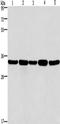 E2F Transcription Factor 6 antibody, TA349302, Origene, Western Blot image 