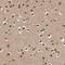 Synergin Gamma antibody, PA5-54820, Invitrogen Antibodies, Immunohistochemistry paraffin image 
