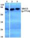 X-Ray Repair Cross Complementing 5 antibody, A01275T714, Boster Biological Technology, Western Blot image 