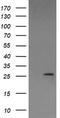 LGALS3 antibody, CF506400, Origene, Western Blot image 