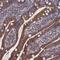 Spermatogenesis Associated 13 antibody, PA5-59096, Invitrogen Antibodies, Immunohistochemistry frozen image 