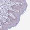 Proline And Serine Rich 1 antibody, HPA055687, Atlas Antibodies, Immunohistochemistry paraffin image 