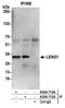 Leukocyte Receptor Cluster Member 1 antibody, A304-714A, Bethyl Labs, Immunoprecipitation image 