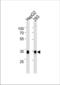 Golgi Phosphoprotein 3 antibody, TA325177, Origene, Western Blot image 