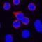 IL-4 antibody, AF2469, R&D Systems, Western Blot image 