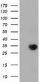 Myo-Inositol Oxygenase antibody, TA501455, Origene, Western Blot image 