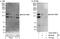 Rho GTPase Activating Protein 39 antibody, A302-598A, Bethyl Labs, Immunoprecipitation image 