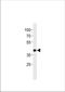 SLC2A4 regulator antibody, TA324542, Origene, Western Blot image 