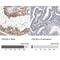Cell Division Cycle Associated 8 antibody, NBP1-89951, Novus Biologicals, Immunohistochemistry paraffin image 