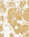 BRISC And BRCA1 A Complex Member 1 antibody, A302-516A, Bethyl Labs, Immunohistochemistry frozen image 