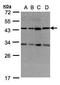 DnaJ Heat Shock Protein Family (Hsp40) Member C17 antibody, PA5-28045, Invitrogen Antibodies, Western Blot image 