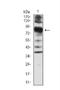 Villin 1 antibody, NBP2-52585, Novus Biologicals, Western Blot image 