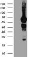 Growth factor receptor-bound protein 7 antibody, TA809283, Origene, Western Blot image 