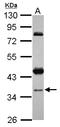 YJU2 Splicing Factor Homolog antibody, LS-C155622, Lifespan Biosciences, Western Blot image 