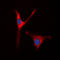 Ornithine Aminotransferase antibody, LS-C352606, Lifespan Biosciences, Immunofluorescence image 