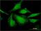 Heat Shock Transcription Factor Y-Linked 2 antibody, H00159119-M02, Novus Biologicals, Immunocytochemistry image 
