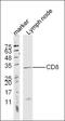 CD8 antibody, orb312181, Biorbyt, Western Blot image 