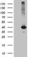 Kruppel Like Factor 7 antibody, TA812007S, Origene, Western Blot image 