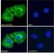 Solute Carrier Family 7 Member 11 antibody, NB100-59735, Novus Biologicals, Immunofluorescence image 