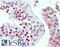 ZFP91 Zinc Finger Protein antibody, LS-B10151, Lifespan Biosciences, Immunohistochemistry frozen image 