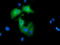 Rho GTPase Activating Protein 25 antibody, TA501749, Origene, Immunofluorescence image 