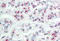 LIM Domains Containing 1 antibody, MBS248114, MyBioSource, Immunohistochemistry frozen image 