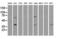 Methylthioribose-1-Phosphate Isomerase 1 antibody, LS-C784259, Lifespan Biosciences, Western Blot image 