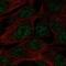 Spermatogenesis Associated Serine Rich 1 antibody, NBP2-55558, Novus Biologicals, Immunocytochemistry image 