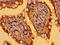 Chromosome 19 Open Reading Frame 12 antibody, LS-C674686, Lifespan Biosciences, Immunohistochemistry paraffin image 