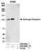 Androgen Receptor antibody, A303-965A, Bethyl Labs, Immunoprecipitation image 