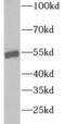 Wnt Family Member 2 antibody, FNab09517, FineTest, Western Blot image 