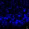 Tachykinin 3 antibody, NB300-201, Novus Biologicals, Immunofluorescence image 