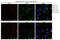 CD34 antibody, CF804031, Origene, Immunofluorescence image 
