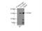 Cytoplasmic Linker Associated Protein 1 antibody, 20803-1-AP, Proteintech Group, Immunoprecipitation image 