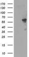 Formimidoyltransferase-cyclodeaminase antibody, TA504943AM, Origene, Western Blot image 