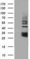 BB1 antibody, TA501669, Origene, Western Blot image 