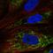 Mitochondria Localized Glutamic Acid Rich Protein antibody, HPA015994, Atlas Antibodies, Immunofluorescence image 