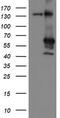 Meis Homeobox 3 antibody, M11850-1, Boster Biological Technology, Western Blot image 