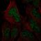 HUS1 Checkpoint Clamp Component B antibody, HPA034511, Atlas Antibodies, Immunocytochemistry image 