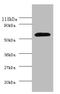 Angiopoietin 2 antibody, A52516-100, Epigentek, Western Blot image 