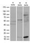 Fatty Acid Binding Protein 12 antibody, LS-C796605, Lifespan Biosciences, Western Blot image 