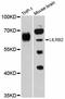 CD85d antibody, STJ114050, St John